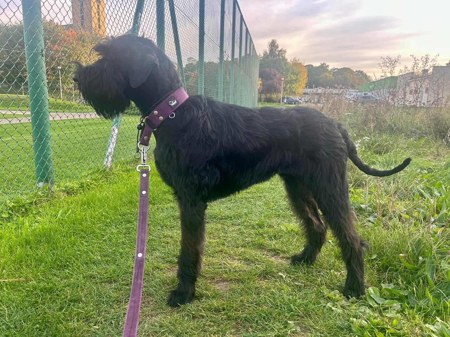 Customer photo review of Szeroka obroża półzaciskowa - Martingale Śliwkowa