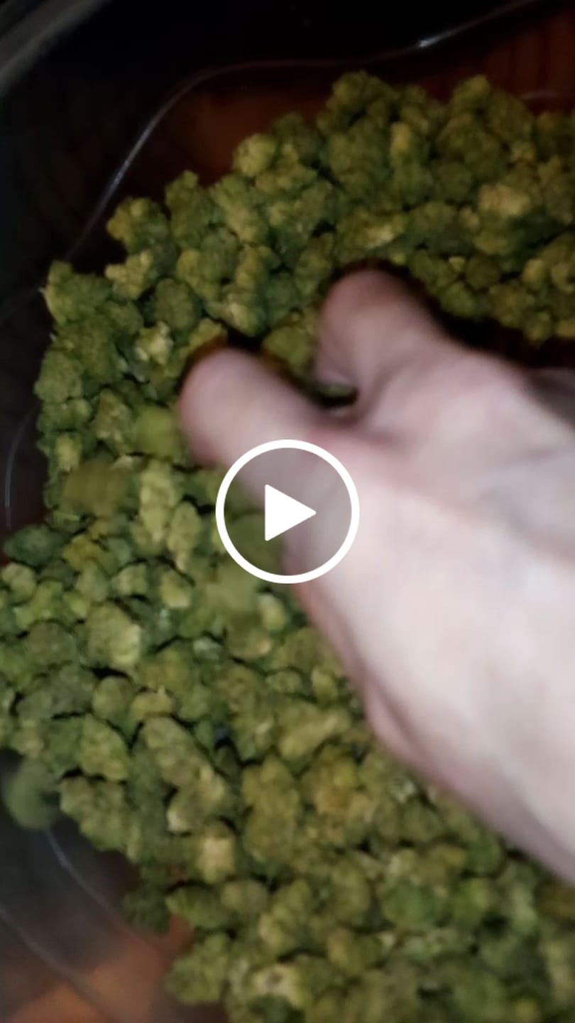 Customer video review of Glue Train (Light-Assisted Smalls) – Bulk THCA Flower 1 lb