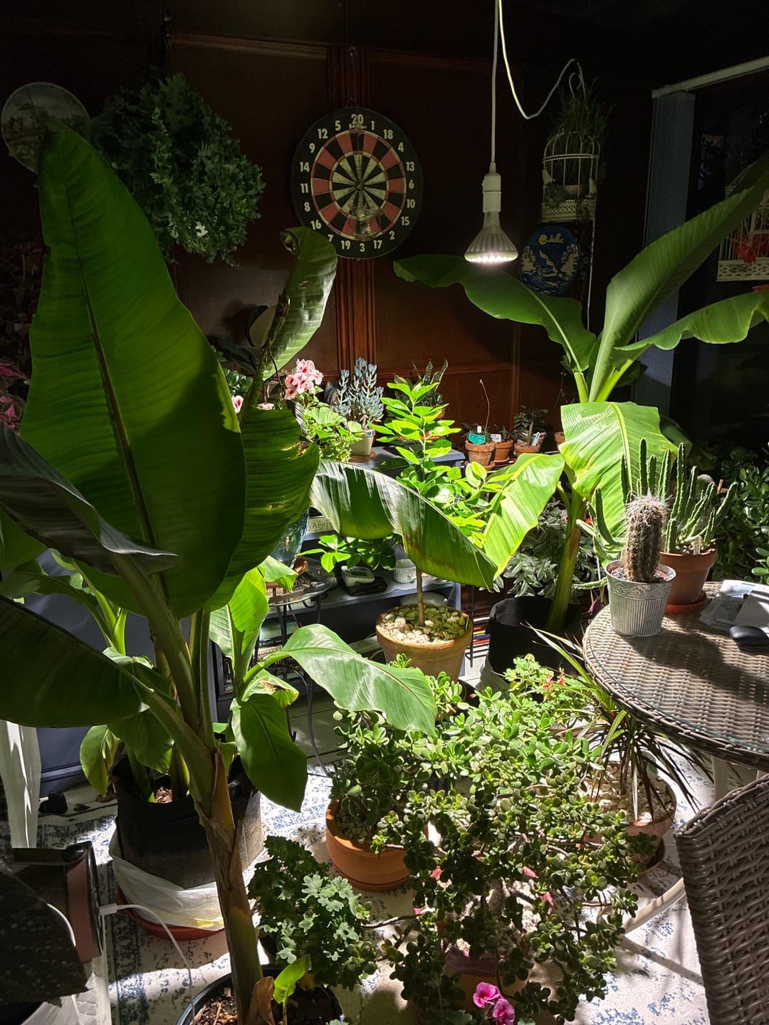 Customer photo review of Pianta Grow Light and Enna Plug-in Ceiling Pendant Bundle