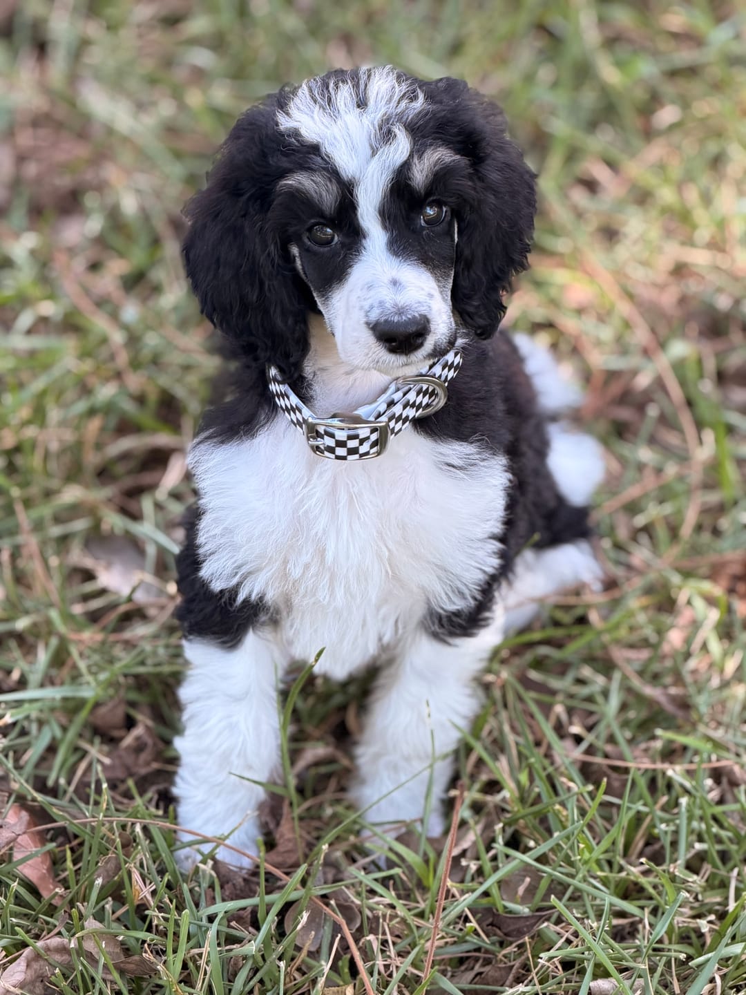 Customer photo review of Checkered Dog Collar