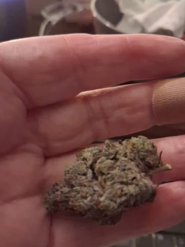Customer's hand holding a dense, textured Lemon Cherry Gelato THCA flower bud.