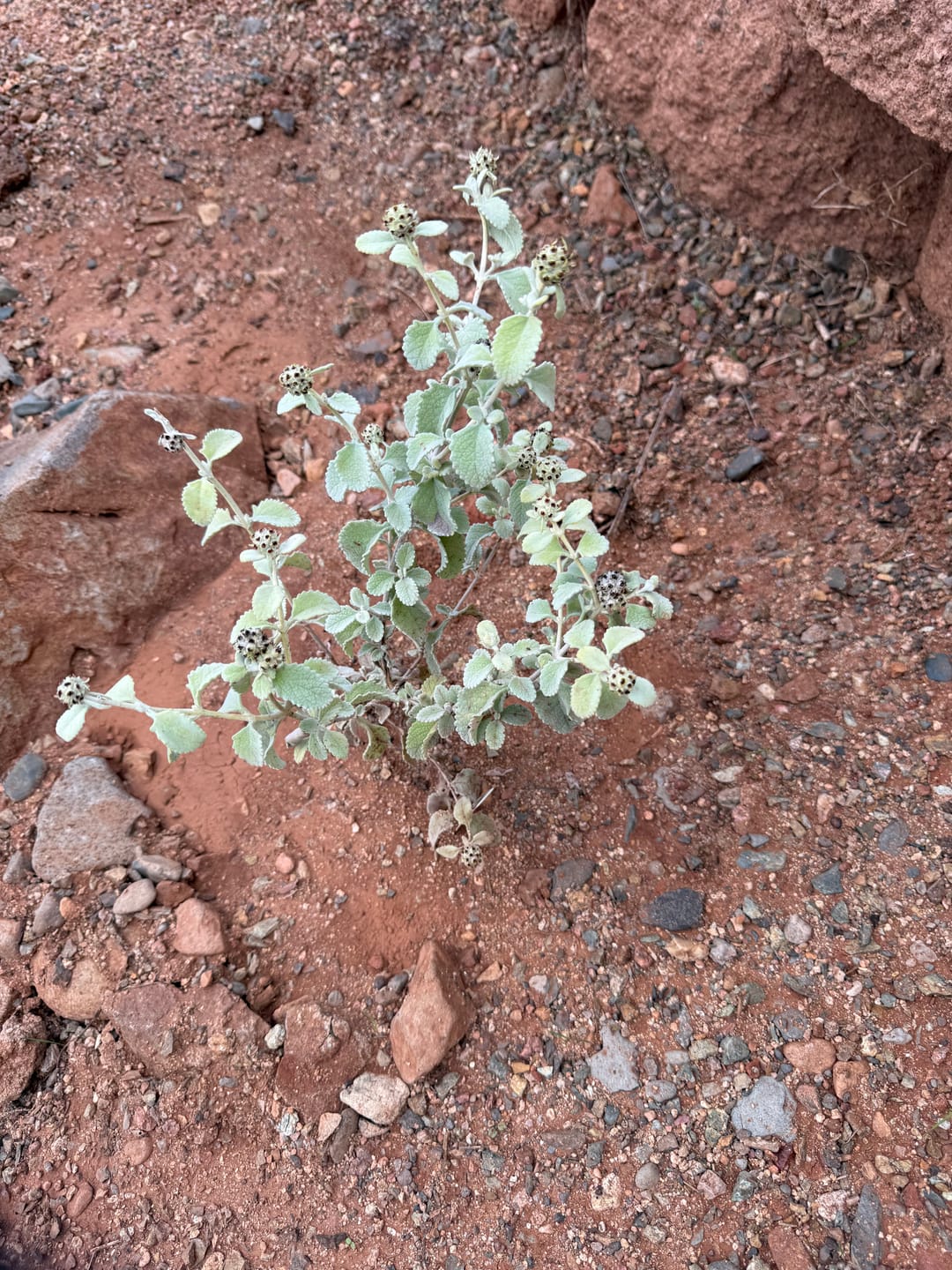 Customer photo review of Trailing Indigo Bush