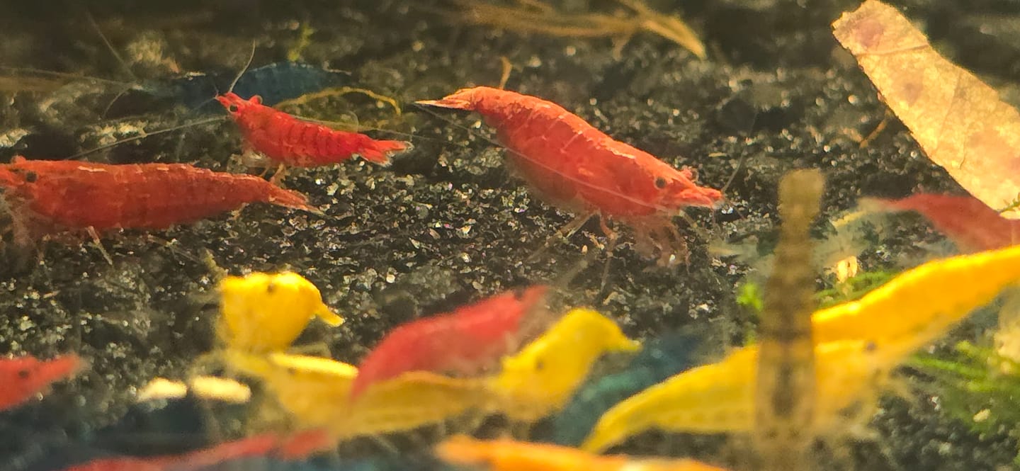 Customer photo review of Neocaridina Skittles Shrimp Pack – Assorted Freshwater Colors