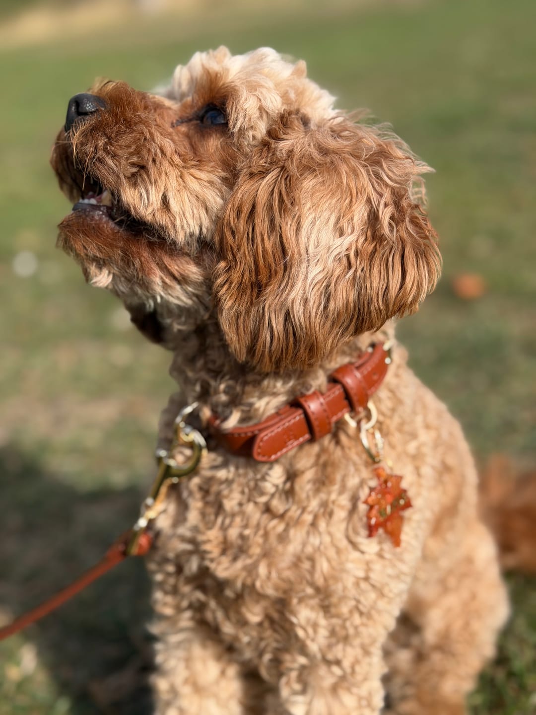Customer photo review of Hazelnut Dog Collar