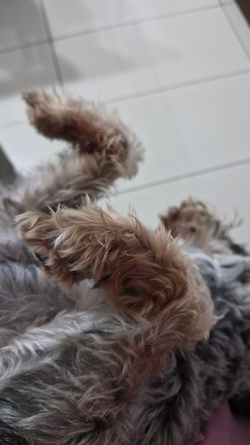 Customer photo review of Probioticos para perros