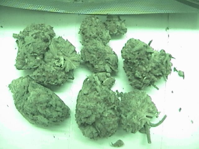 Customer photo review of Panama Red THCA Flower