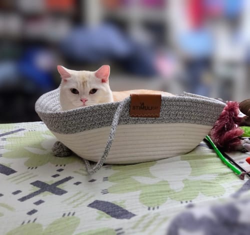 Customer's cream-colored cat resting inside the grey and white woven Instinct Basket.