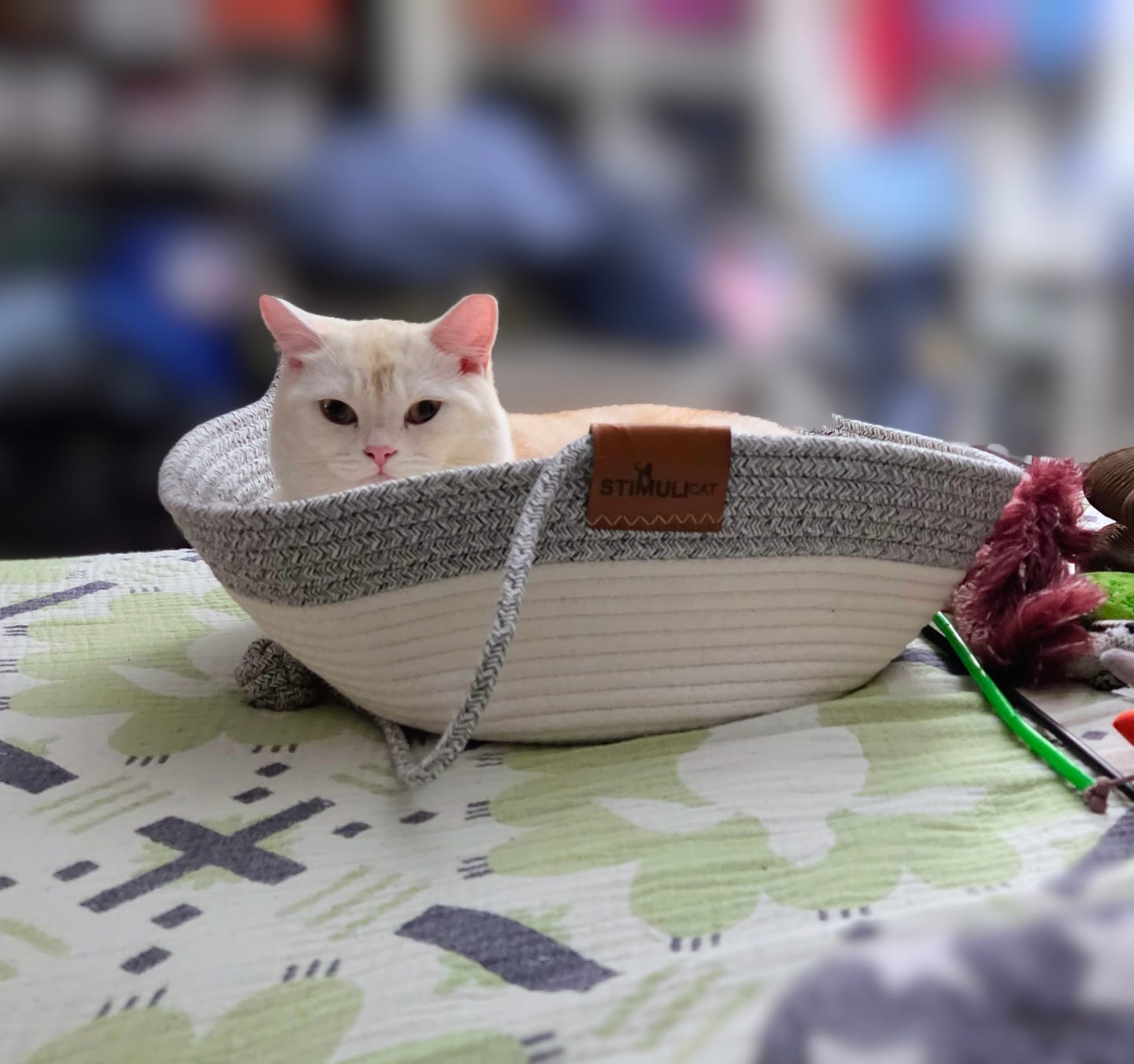 Customer photo review of Instinct Basket | Meet the first research-backed natural territory for indoor cats