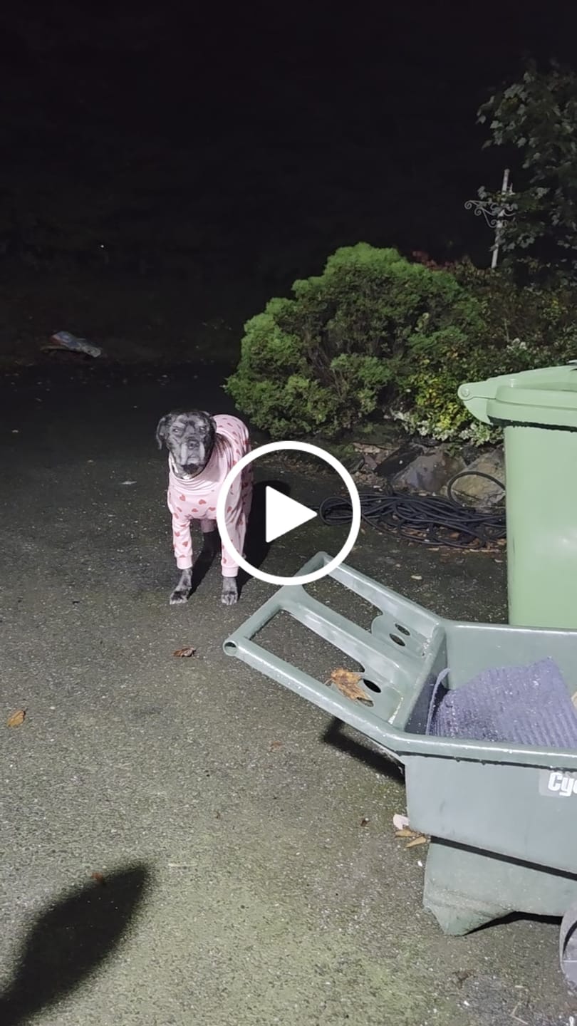 Customer video review of Dog Pajama - Pink Hearts