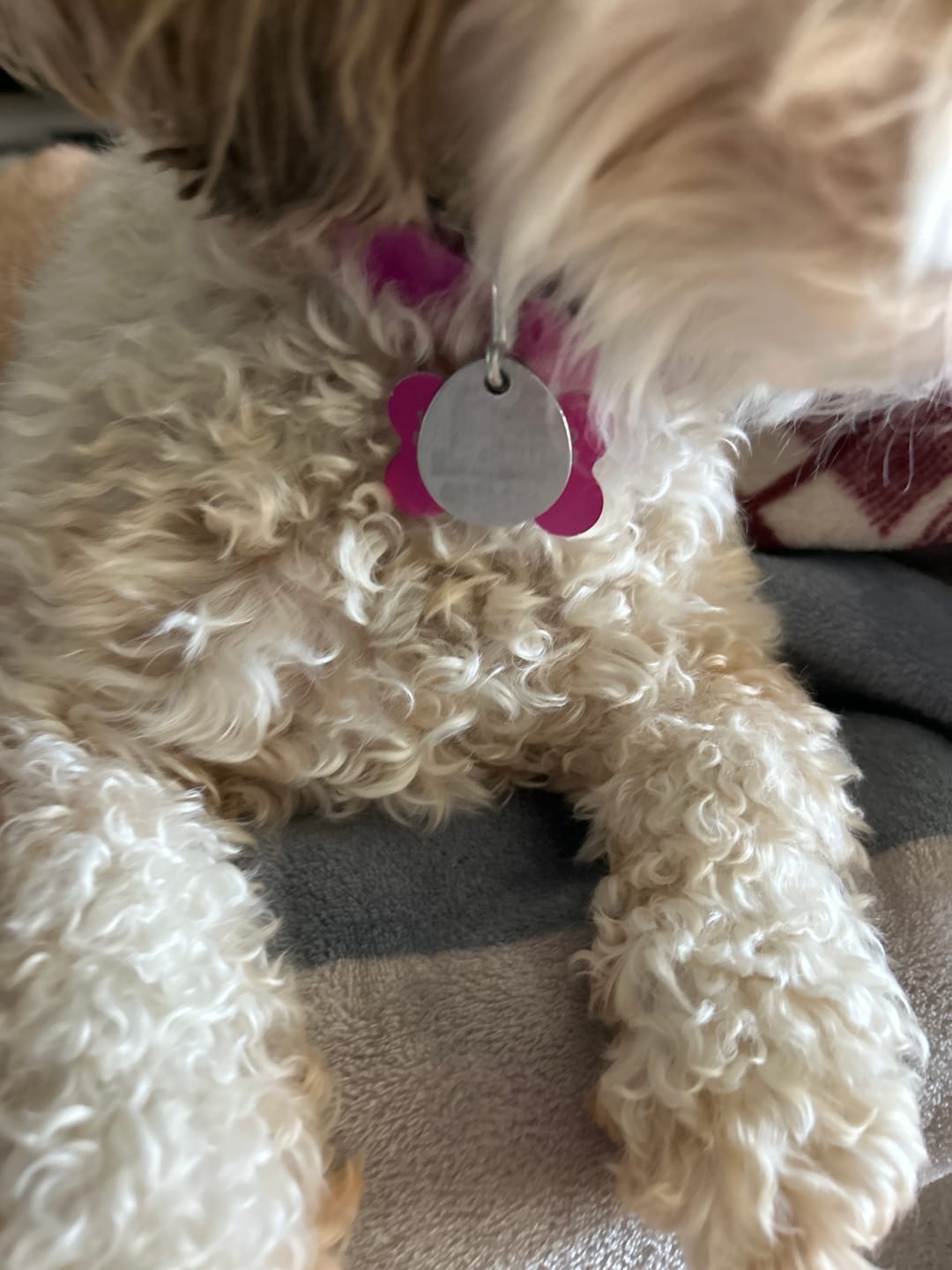Customer photo review of FurLife™ - 12 Months All Natural Flea and Tick Tags for Dogs