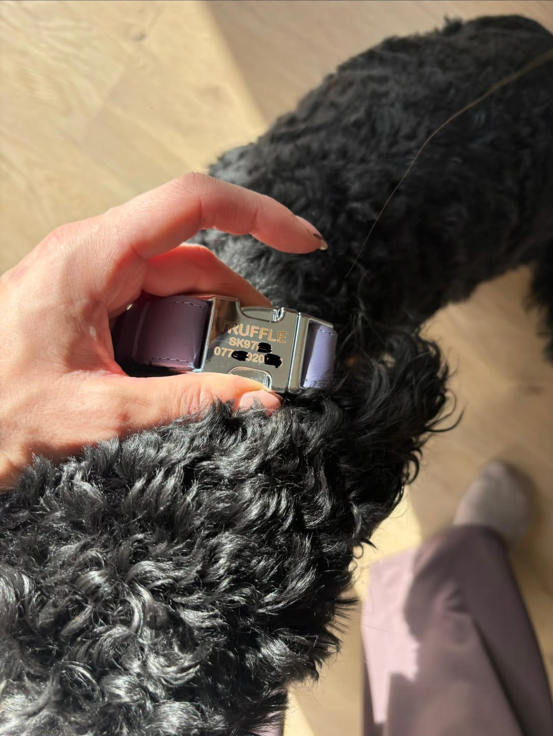 Customer photo review of Dog Collar with AirTag Case | Silver Hardware | Capri Leather