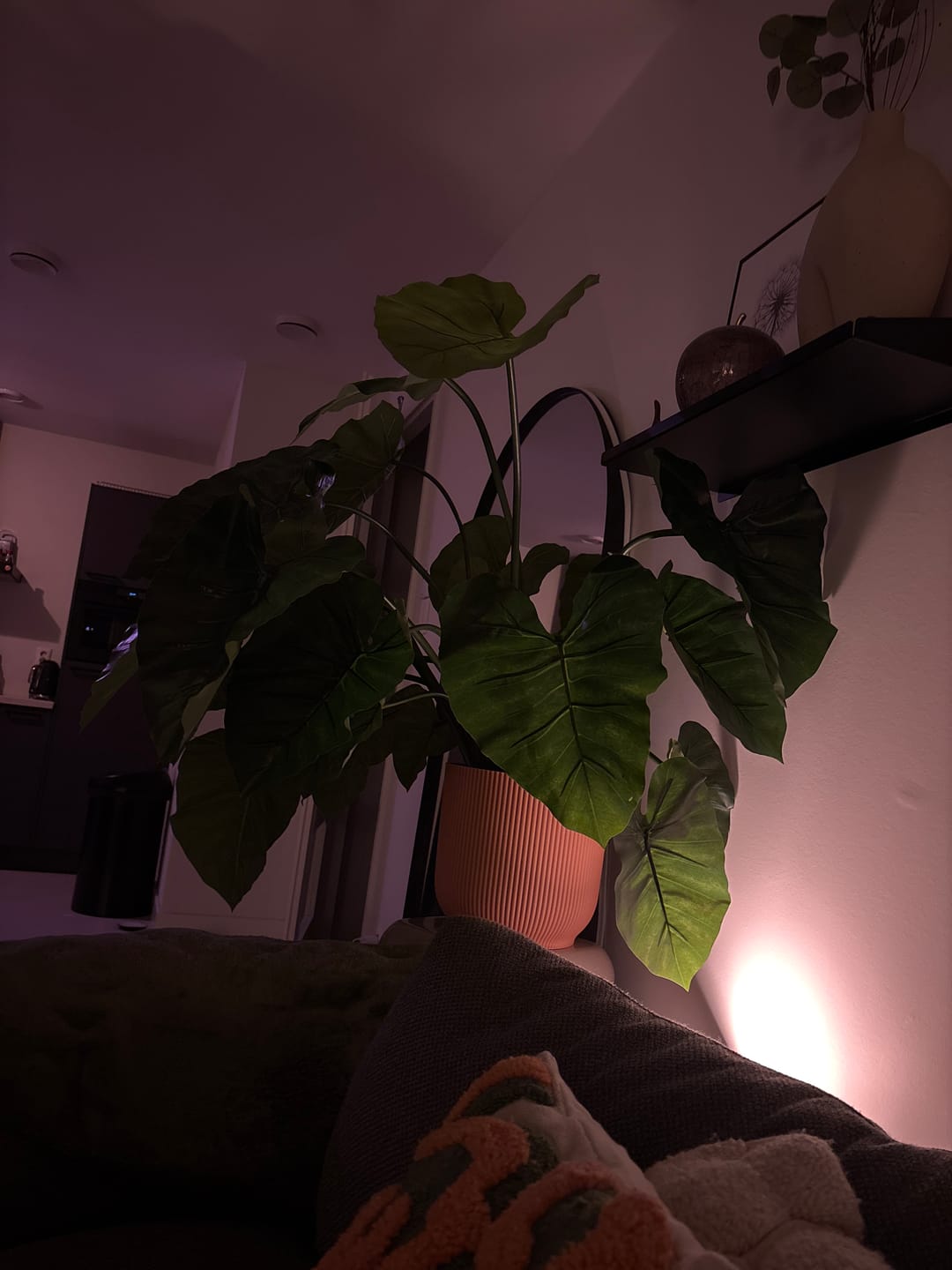 Customer photo review of Alocasia Kunstplant 100cm