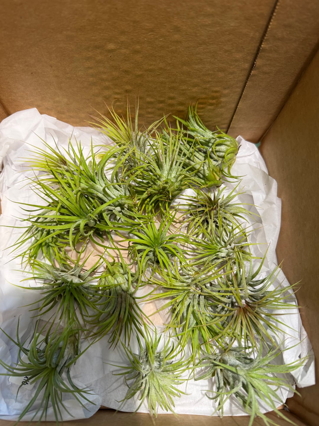 Customer photo review of Wholesale Ionantha Guatemala Medium  (Minimum Order 10)