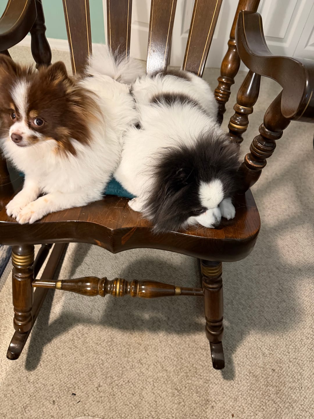 Customer photo review of FurLife™ 12 Months Flea and Tick Free