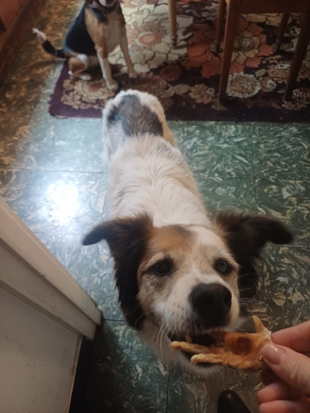 Customer photo review of Patas de pollo deshidratada para perros  - Pack 60 unidades