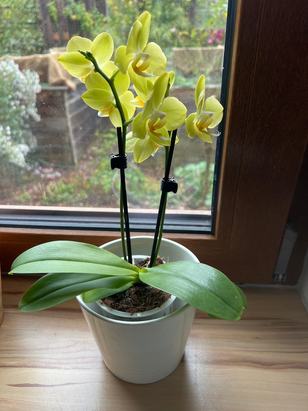 Customer photo review of Table Dance La Paz mit gelben Blüten und 2 Rispen
