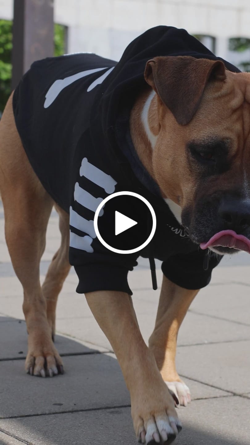 Customer video review of "WOOF" Dog Hoodie - Black & Reflective