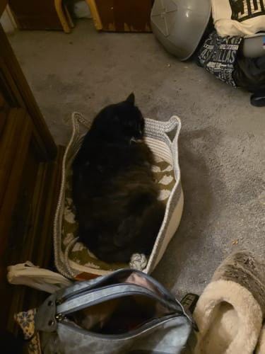 Customer photo review of Miova - Das natürliche Revier für deine Katze
