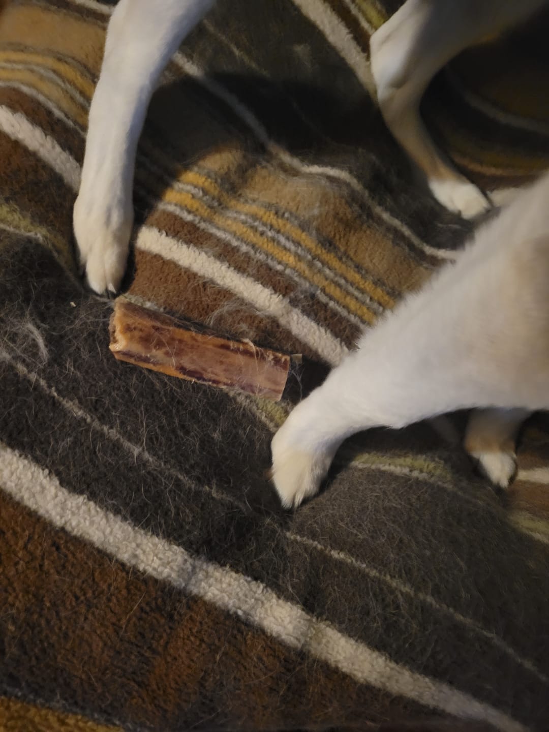 Customer photo review of Ostrich Shaft Bones (11" x 2"): The Long-Lasting, Flavorful Chew for Medium to Large Dogs