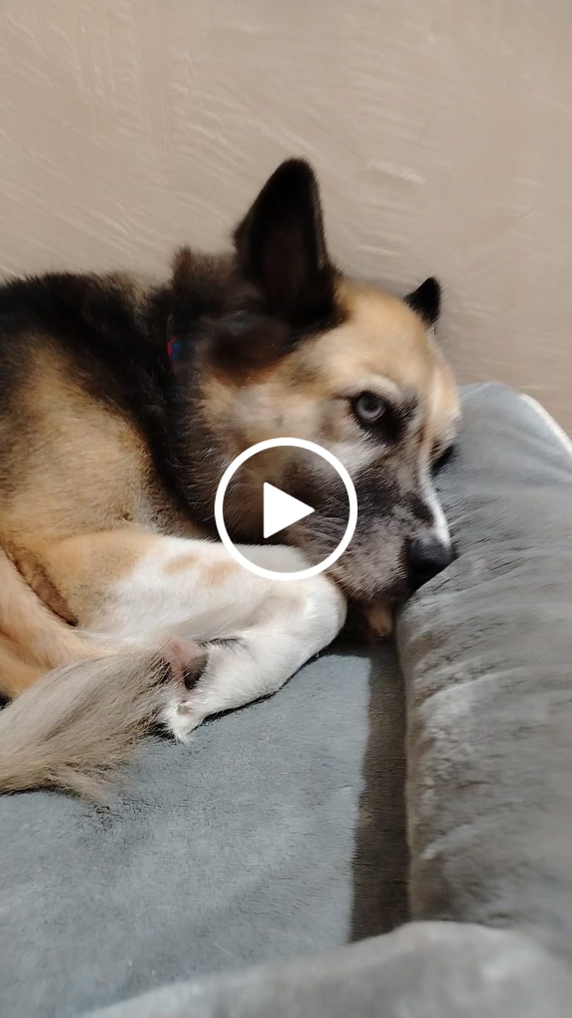 Customer video review of Cama Ortopédica para Perros