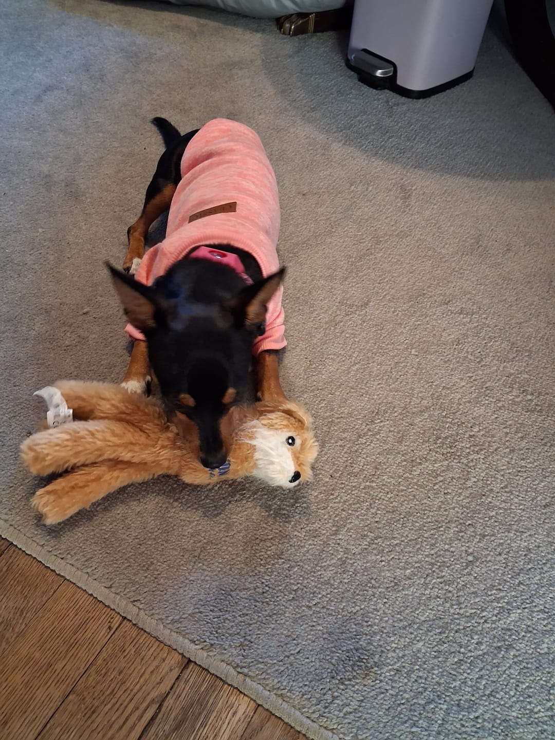 Customer photo review of FurLife™ - 12 Months All Natural Flea and Tick Tags for Dogs