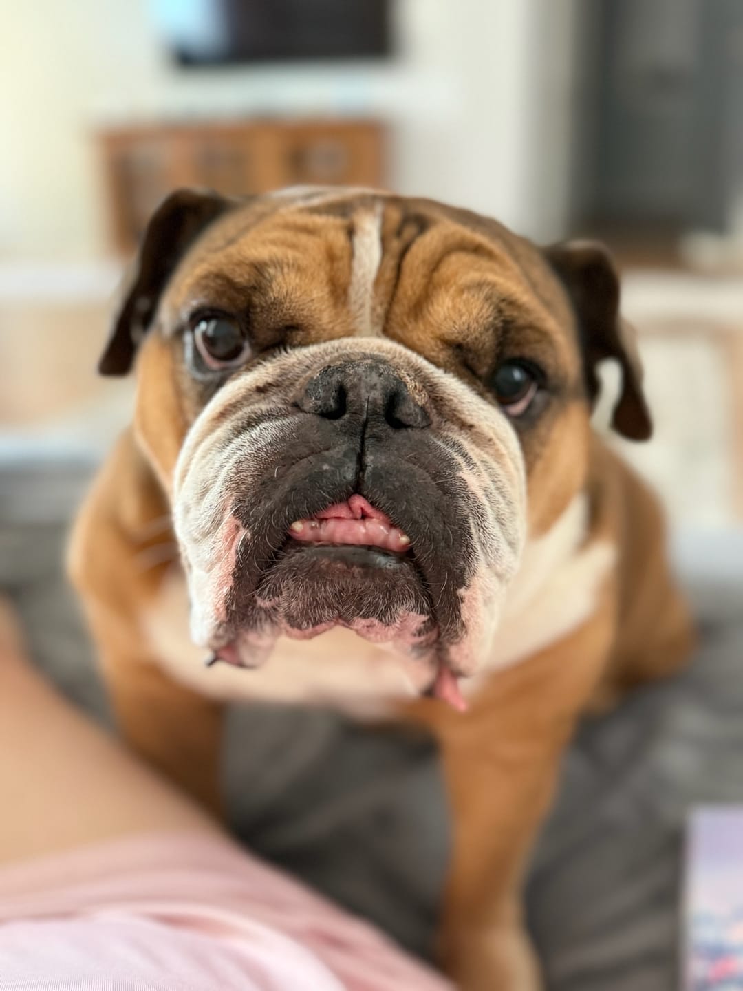 Customer photo review of Watercolor Pet Portrait Canvas - Wild Pastel
