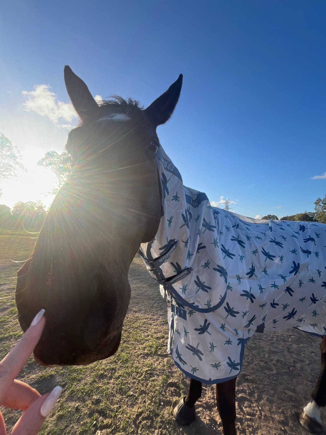 Customer photo review of Amigo Integrated Fly Sheet