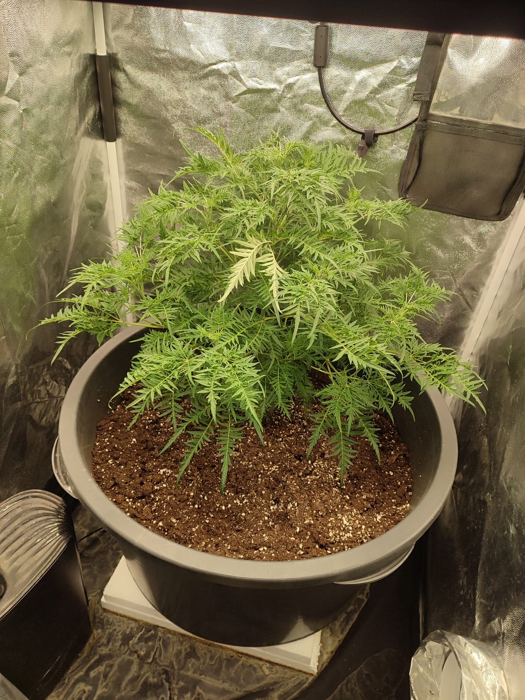 Customer photo review of Hanfstecklinge | Mentha de Croco