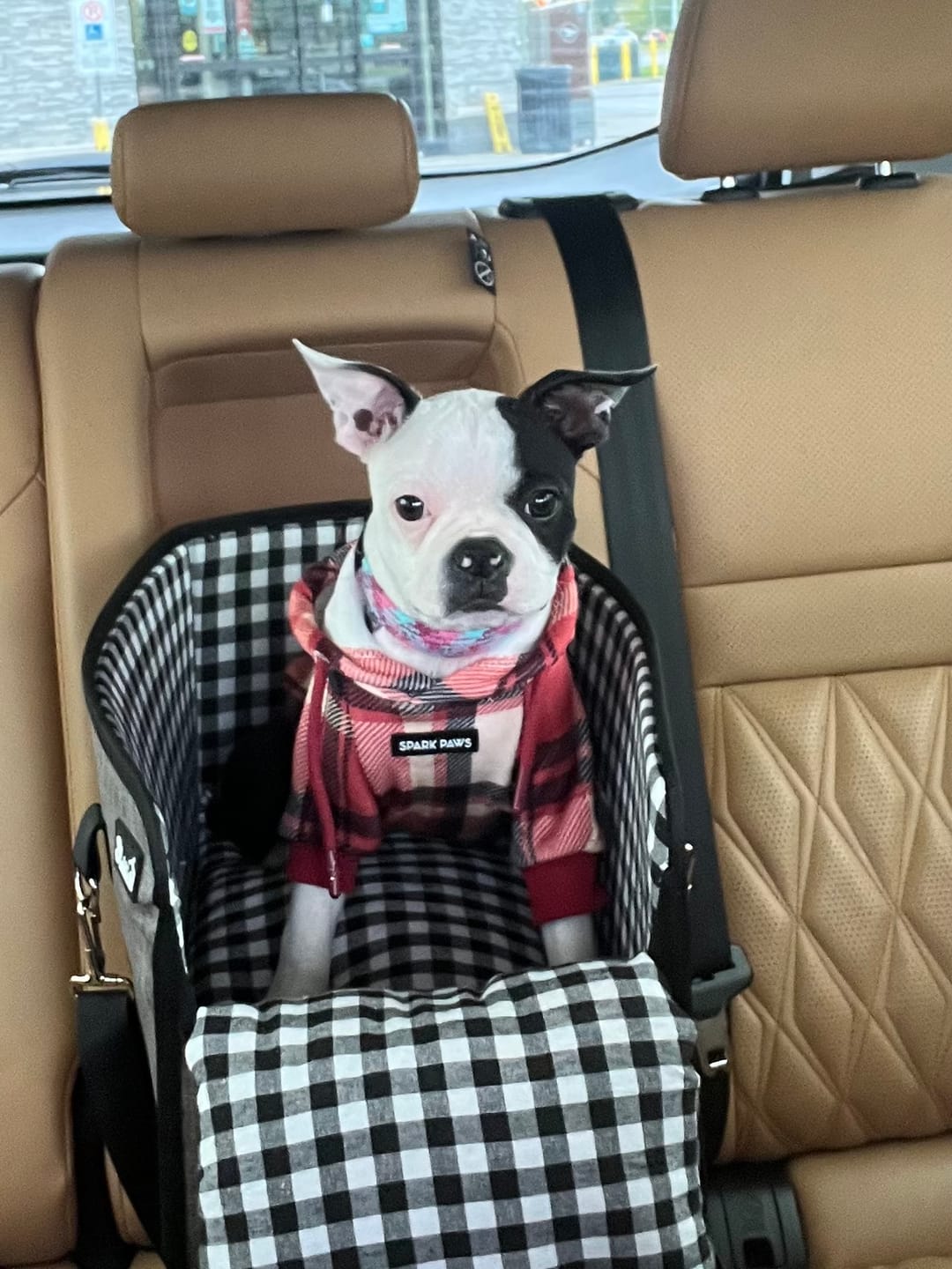 Customer photo review of Plaid Dog Hoodies