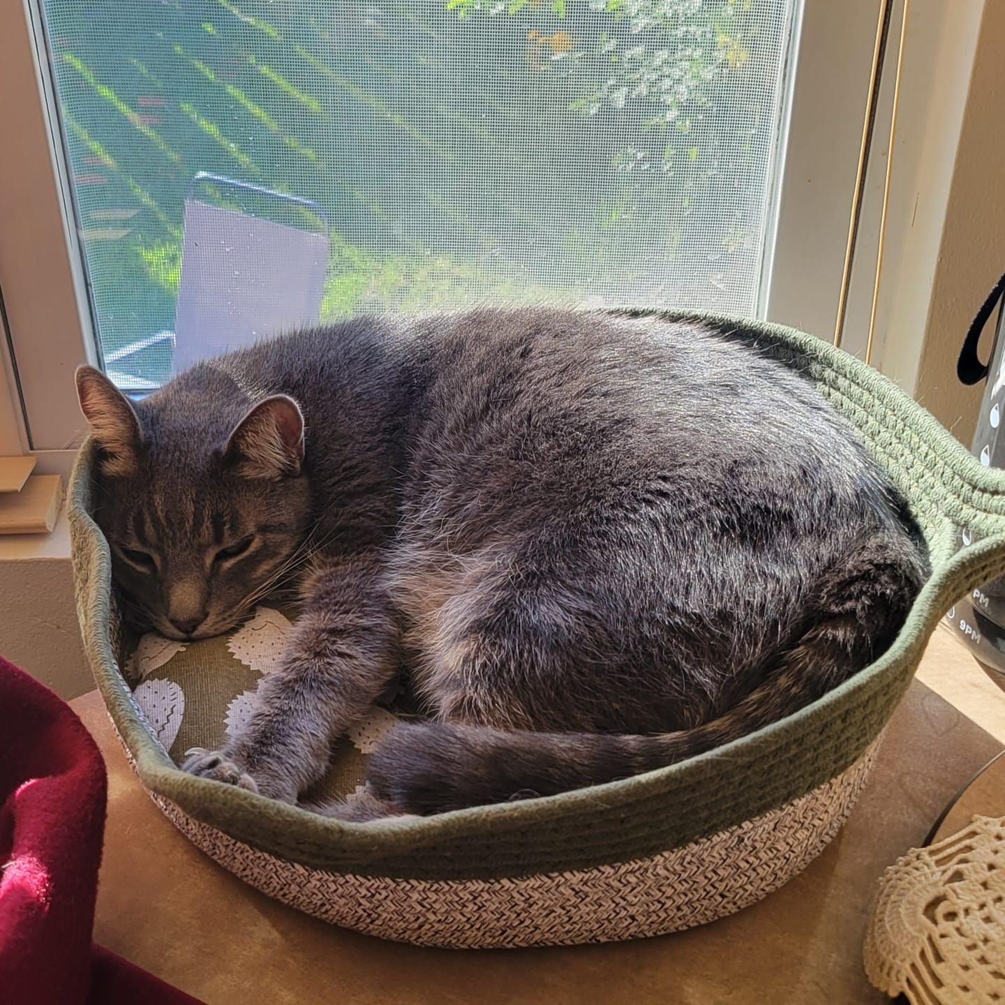 Customer photo review of Miova - Das natürliche Revier für deine Katze