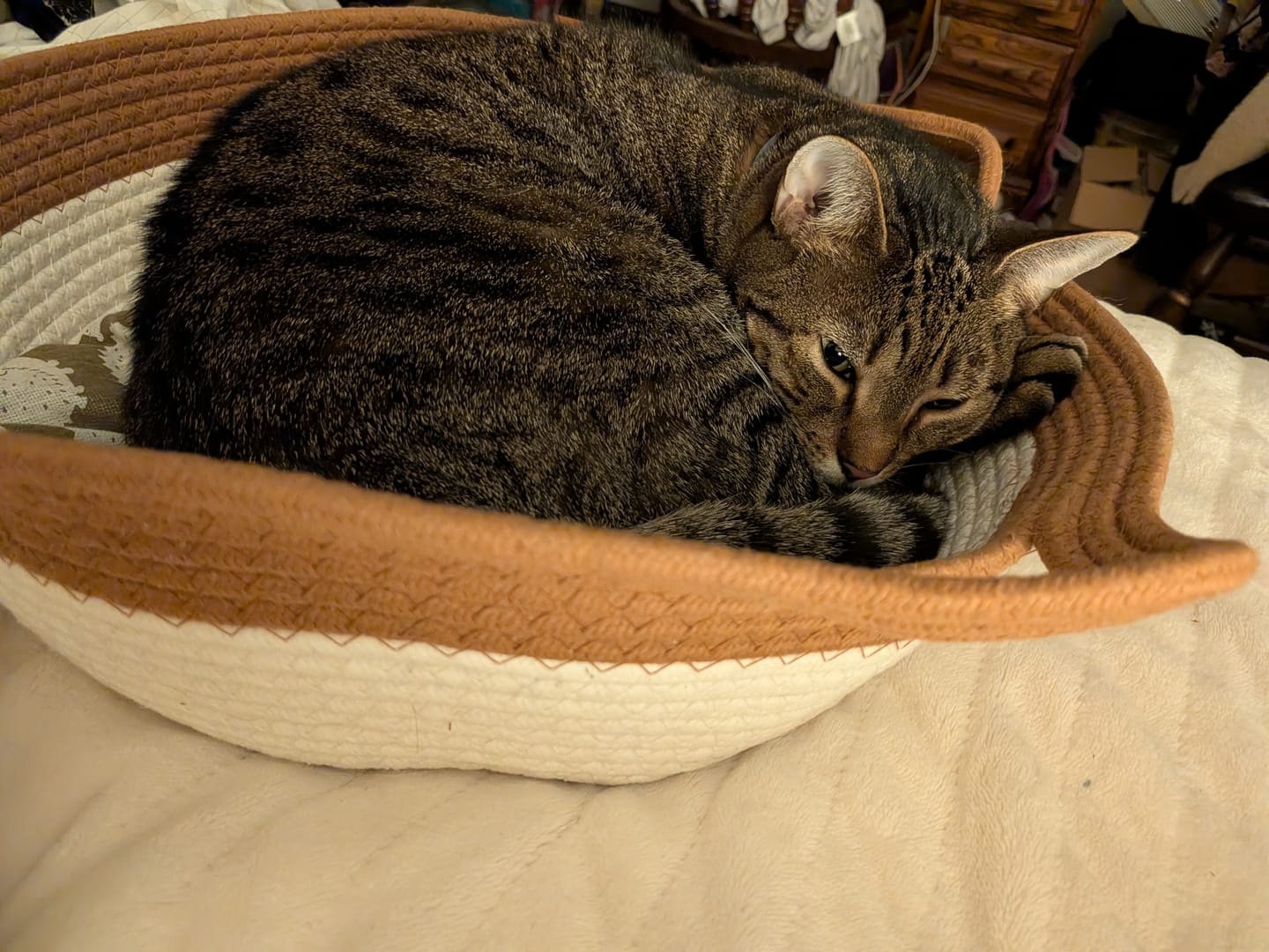 Customer photo review of Instinct Basket | Meet the first research-backed natural territory for indoor cats