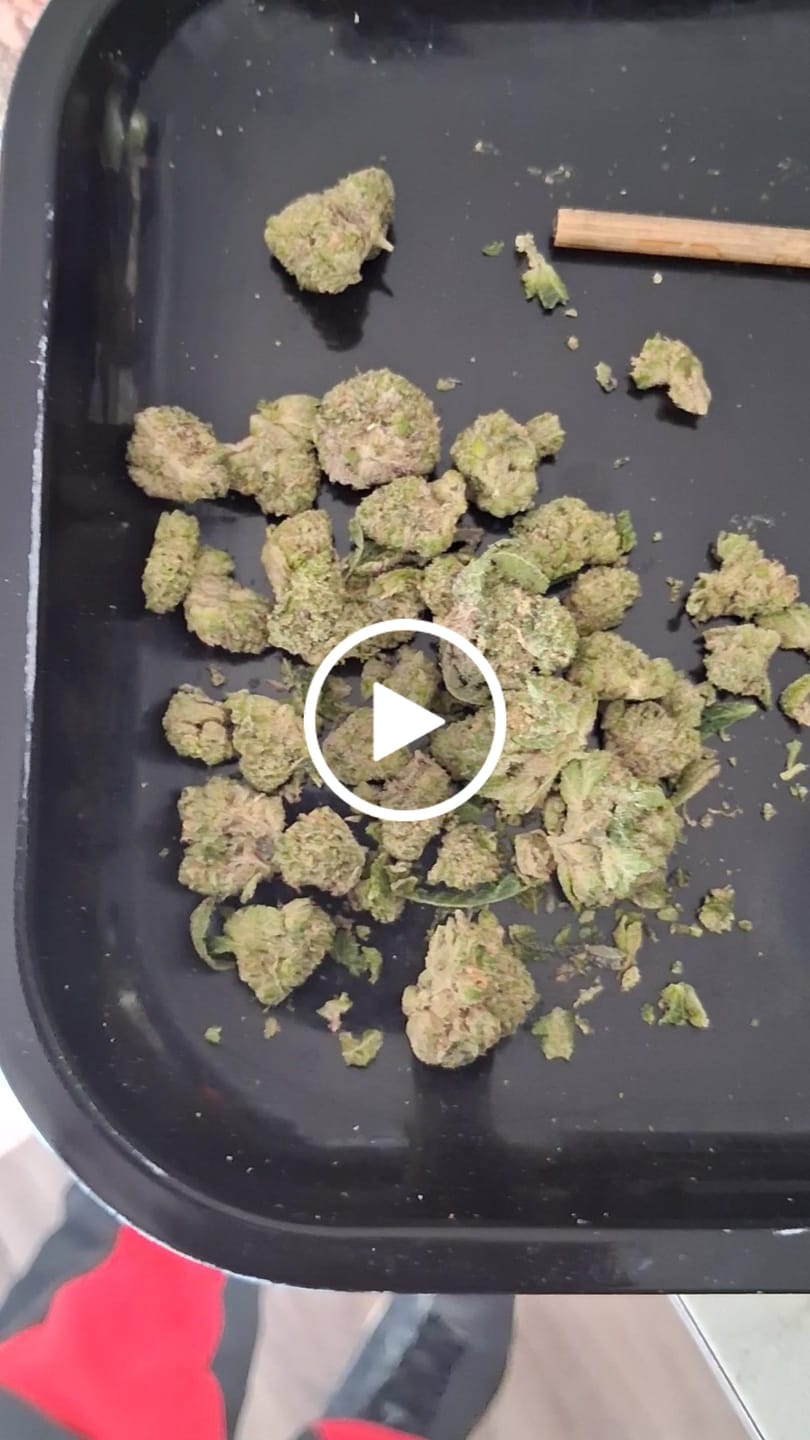 Customer video review of Corner Cafe Bundle - 42 g THCA (Budget)