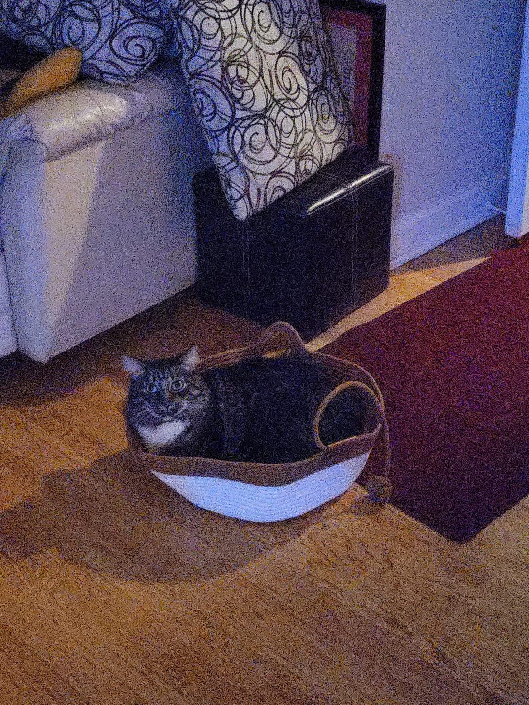 Customer photo review of Miova - Das natürliche Revier für deine Katze