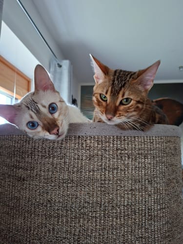 Zwei Katzen schauen über den Kratzbaum