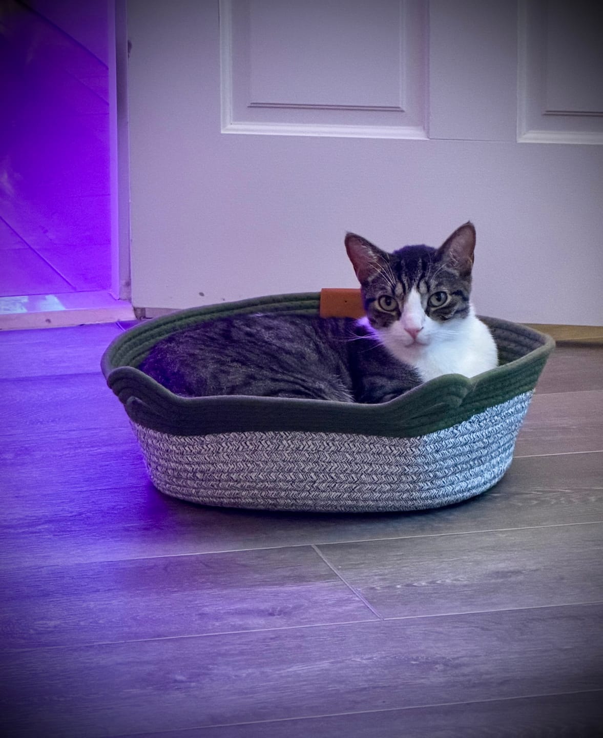 Customer photo review of Instinct Basket | Meet the first research-backed natural territory for indoor cats