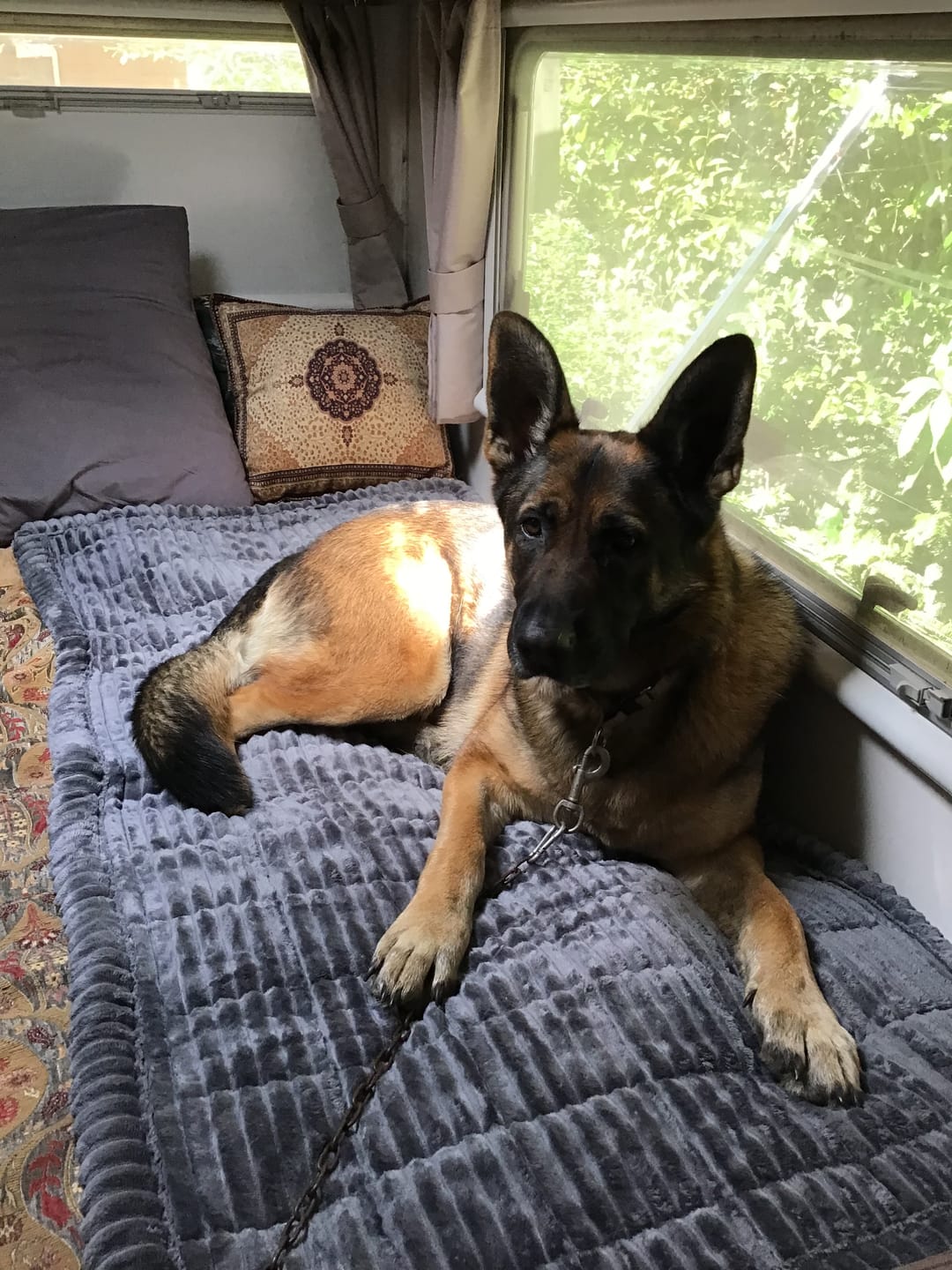 Customer photo review of Cosy Couch - Couch Cover