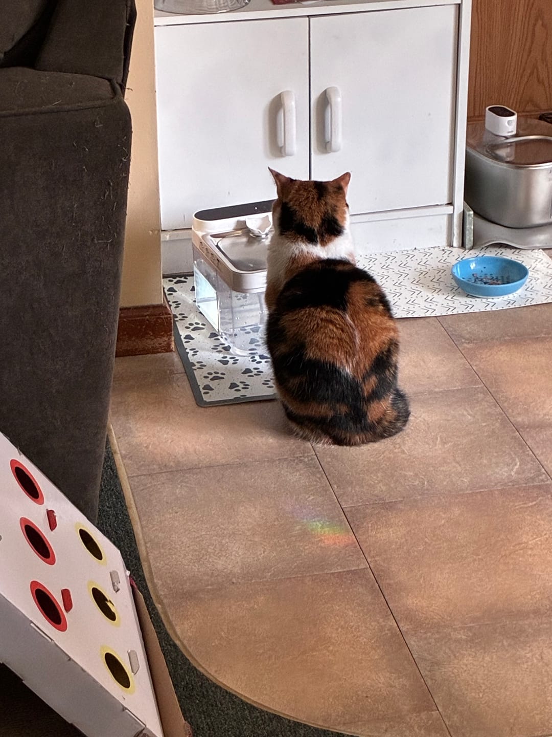 Customer photo review of Purestream AquaOne - Automatic Cat Fountain