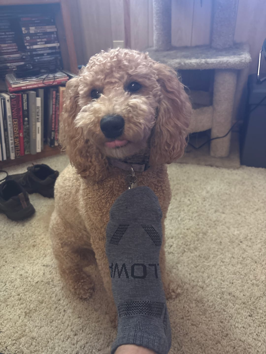 Customer photo review of The Alpaca Socks