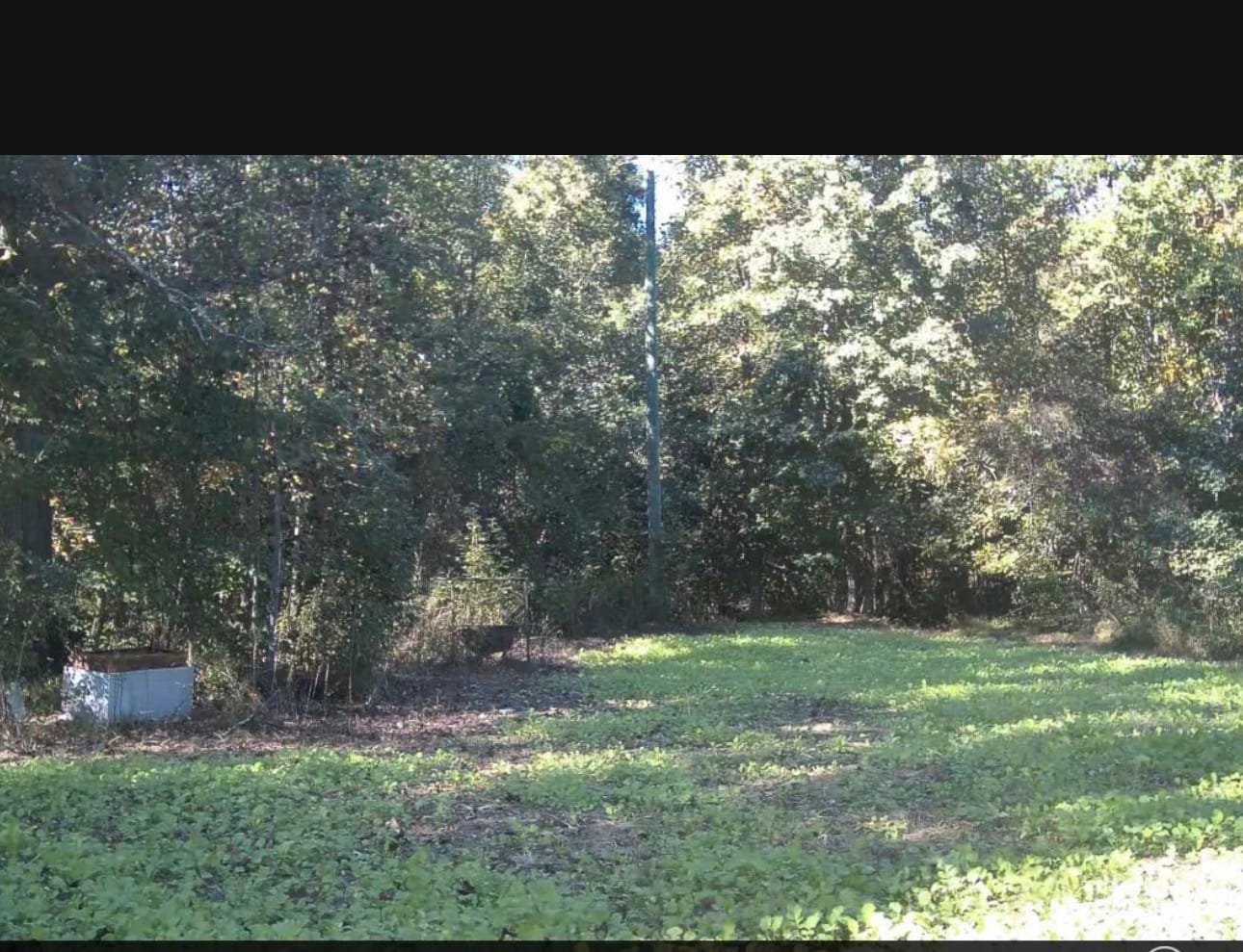 Customer photo review of Hot Chic™ Food Plot Seed