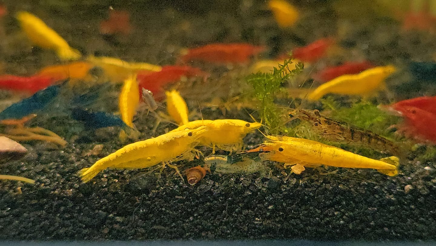 Customer photo review of Neon Yellow Shrimp (Bright Yellow Neocaridina)