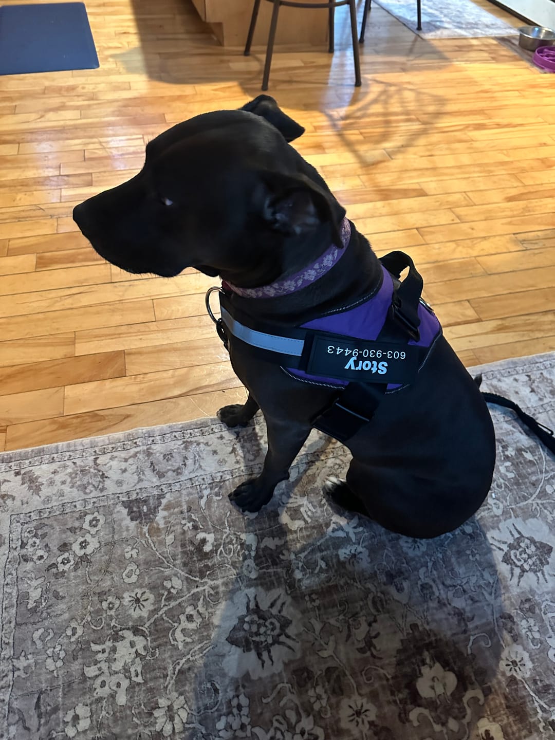 Customer photo review of Dogshood ™ Ergonomic Harness
