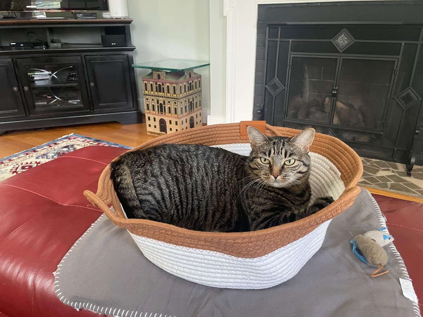 Customer photo review of Miova - Das natürliche Revier für deine Katze