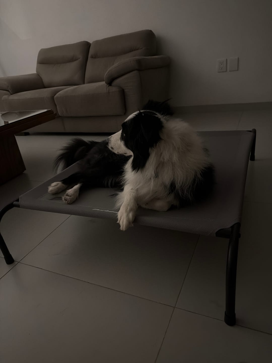 Customer photo review of Cama Elevada para Perros