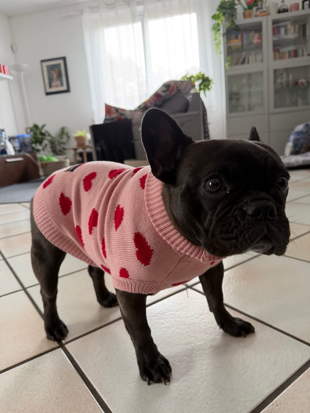 Customer photo review of Knit Dog Sweater Prints