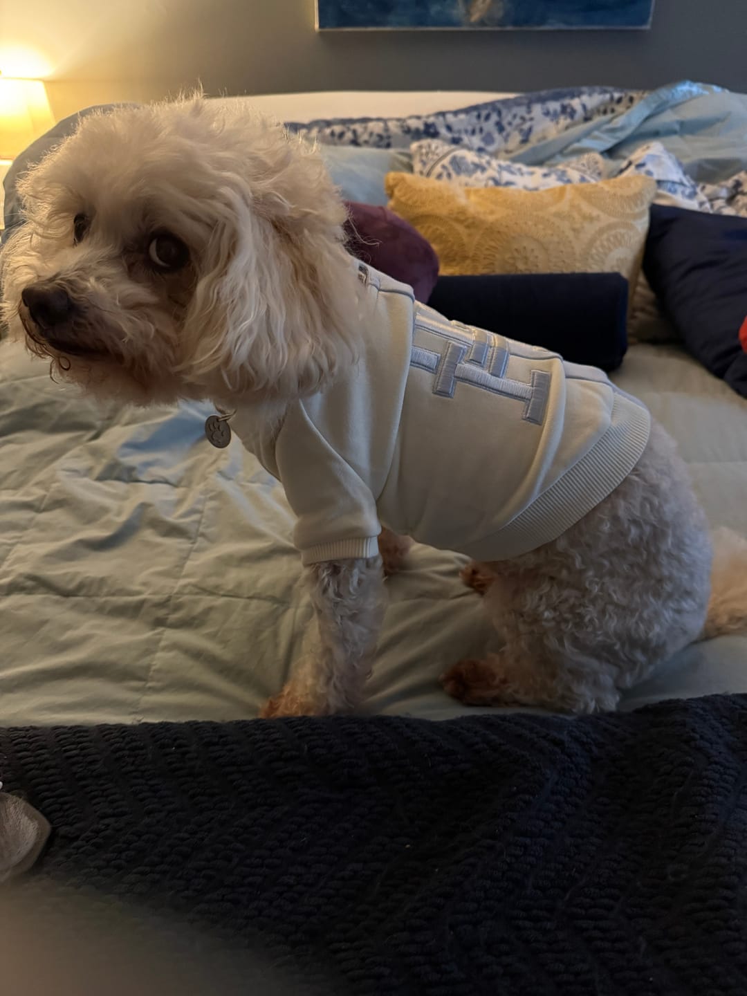Customer photo review of Tommy Hilfiger Color-Block Dog Sweatshirt | Designer Dog Apparel