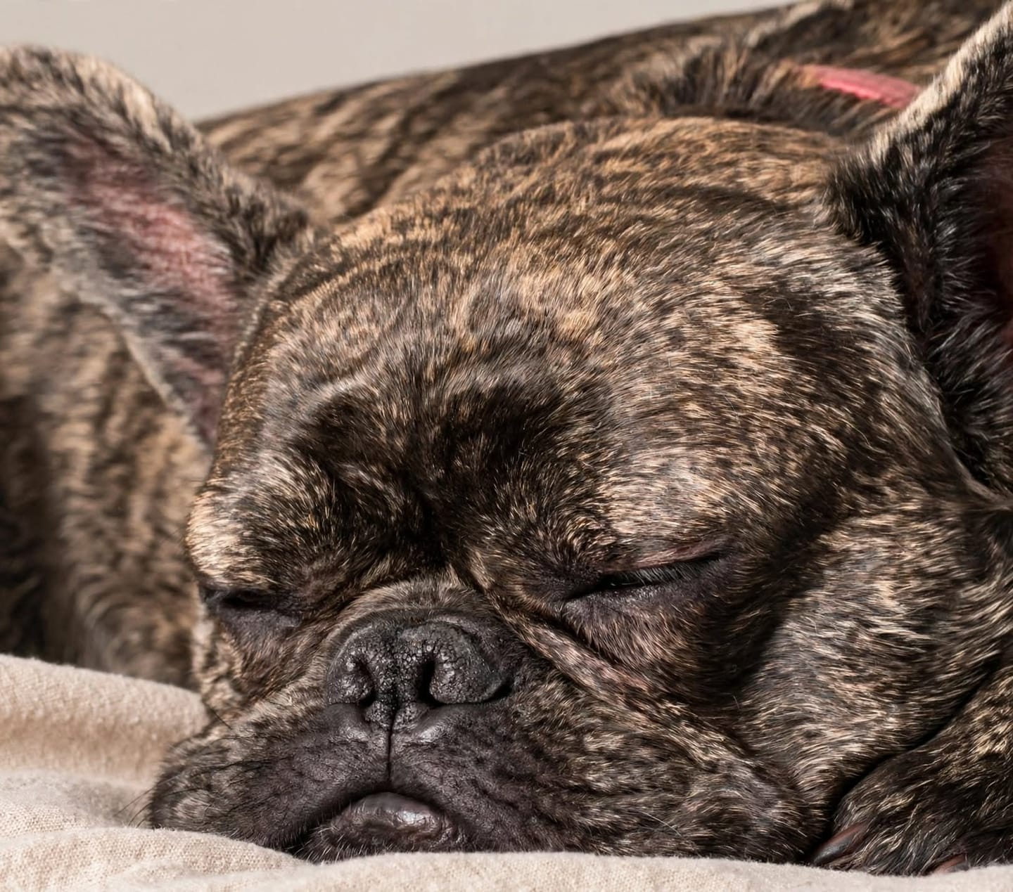 Customer photo review of Notre recommandation : Croquettes Chien Stérilisé Poulet Sans Céréales Ajoutées et Légumes