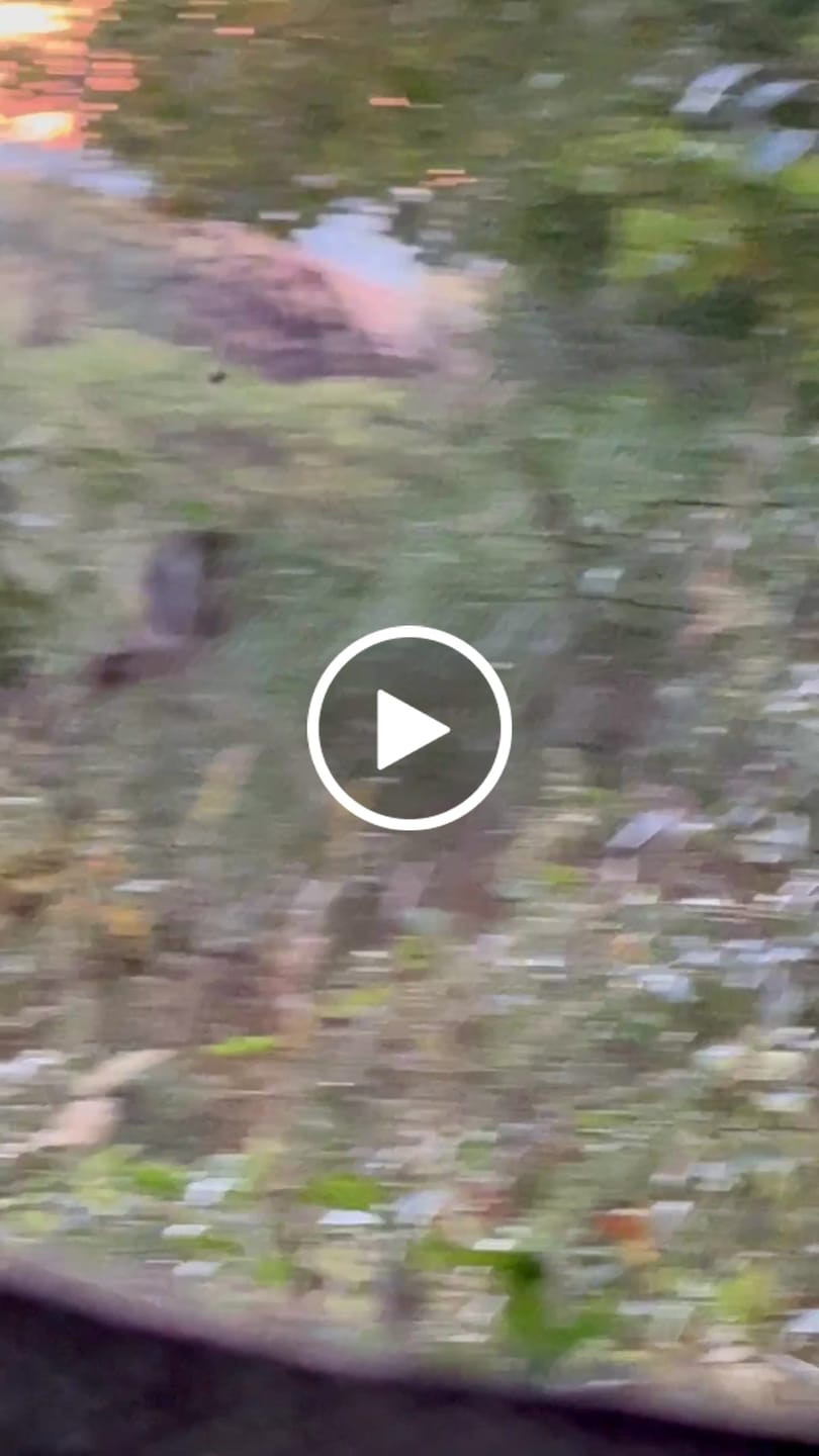 Customer video review of VisX/VisMax See Through Hunting Blind, Pop Up Ground Deer Blind