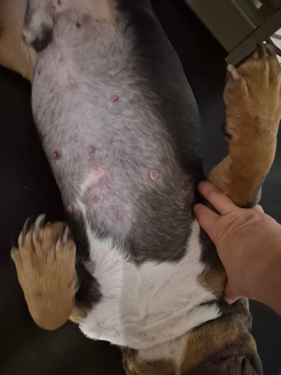 Customer photo review of Probioticos para perros