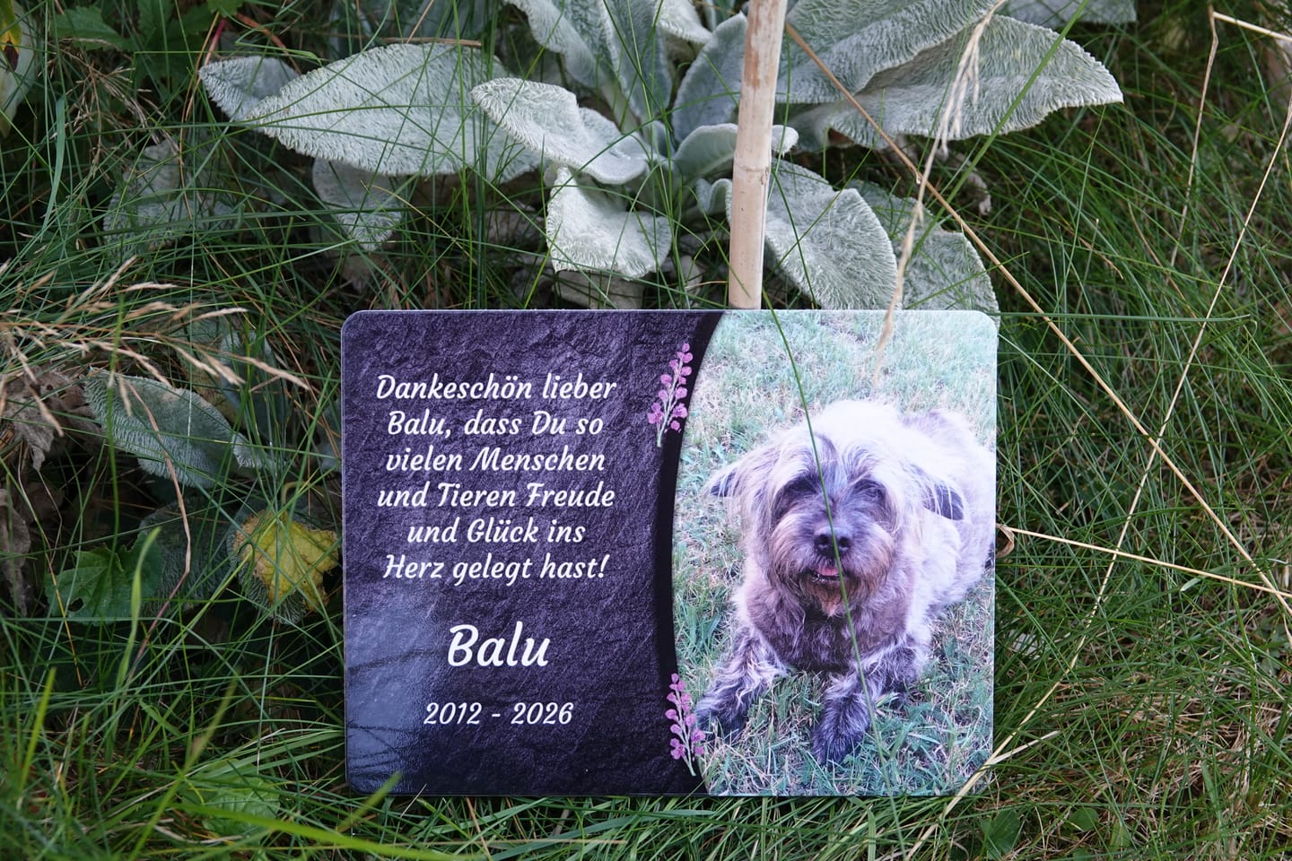 Customer photo review of Hunde Gedenktafel mit Foto & Spruch (UV- &  Wetterfest)