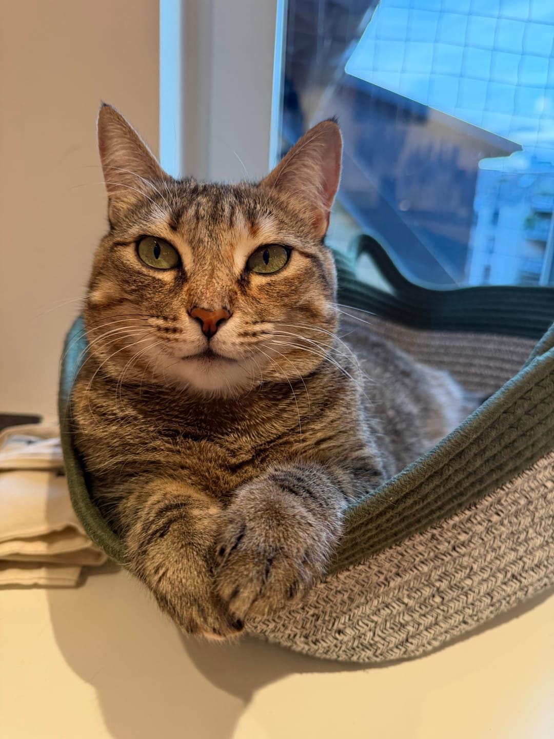 Customer photo review of Miova - Das natürliche Revier für deine Katze